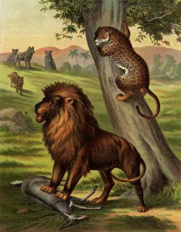 Hyenas: Lion Guarding His Kill