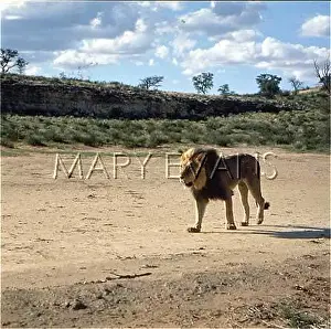 Kalahari: LION / KALAHARI
