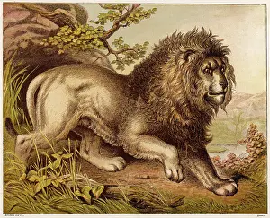 Kronheim: LION (KRONHEIM)
