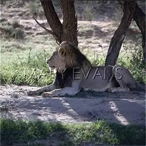Colling: LION LIES IN THE SHADE