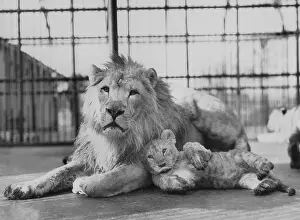 Singh: Lion with lion cub, 1939