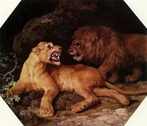 Snarl: Lion and Lioness, by Stubbs