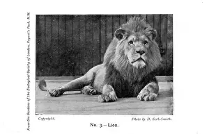 Zoos: A lion in London Zoo