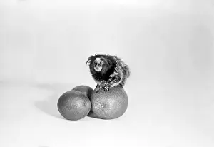 Tangerine: LION MONKEY