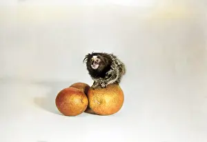 Tangerine: LION MONKEY