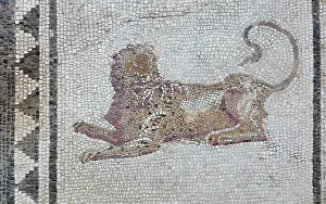 Proculus: Lion mosaic, House of Paquius Proculus, Pompeii, Italy
