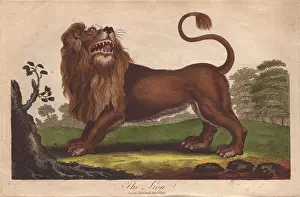 Siblys: Lion, Panthera leo