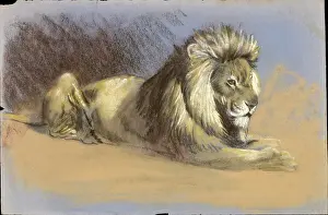 Mane: A Lion - Pastel study