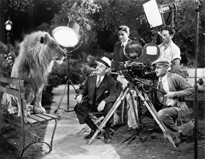 Employ: Lion posing for the camera