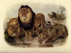 Stares: Lion Pride