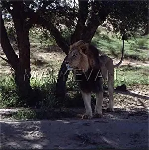 Kalahari: LION IN THE SHADE