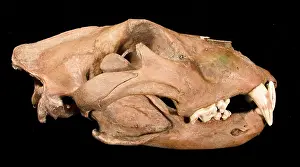 Barbary: Lion skull with lower jaw viewed from the front