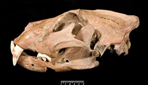 Barbary: Lion skull with lower jaw viewed from left side