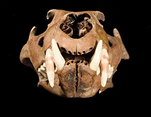Barbary: Lion skull with lower jaw viewed from right side