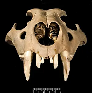 Barbary: Lion skull viewed from the front