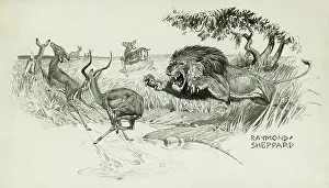 Jumps: Lion springing to attack an Impala