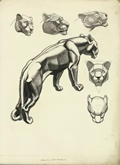 Lionesses: Lion studies