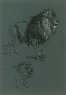 Mane: Lion Studies