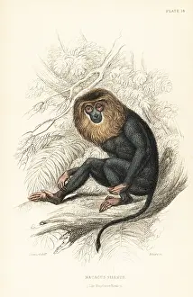 Silenus: Lion-tailed macaque, Macaca silenus. Endangered