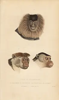 Silenus: Lion-tailed macaque, pig-tailed macaque and toque macaque