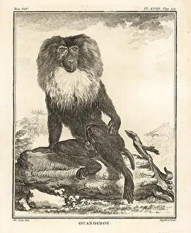 Silenus: Lion-tailed macaque or wanderoo, Macaca silenus. Endandered