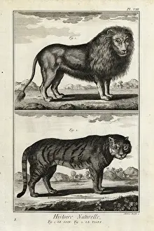 Antonio Baratti: Lion and tiger, endangered