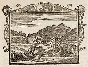 Fiercely: The Lion, Tiger - Fox
