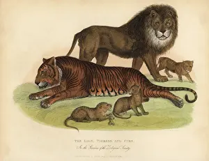 Smellie: Lion, Tigress and Cubs