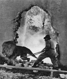 Keepers: A lion trying to escape after bomb hits