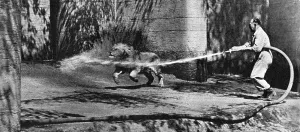 Irritated: A lion trying to escape after bomb hits