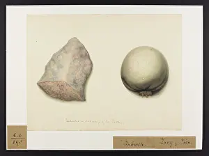 Plantes: Lion: Tubercles in Lungs