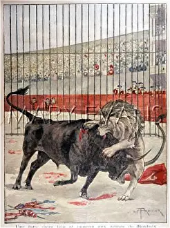 Roubaix: LION VERSUS BULL