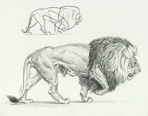 Paces: The Lion Walks