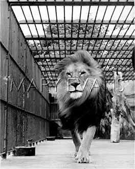 Prowl: LION IN A ZOO