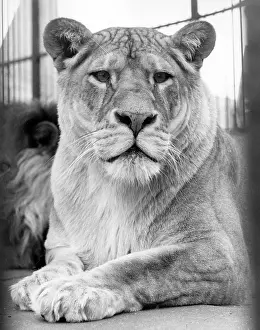 Ad Lib Studios: LIONESS
