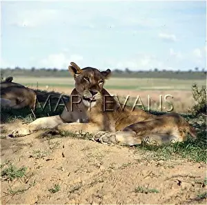 Kalahari: LIONESS