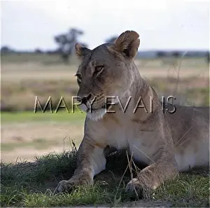 Kalahari: LIONESS