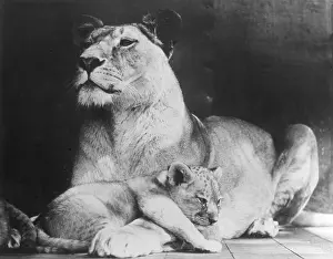 Instinct: LIONESS & HER CUB