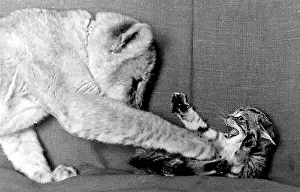 Snarl: Lioness cub Honey with kitten Pinkle on a sofa