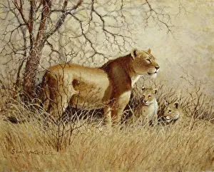 Samaraweera: Lioness and two cubs