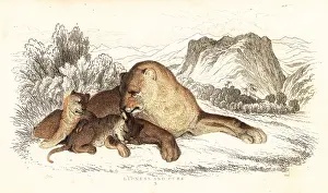 Steel Engraving: Lioness and cubs, Panthera leo