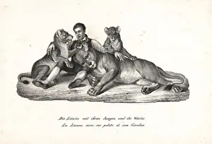 Schinz: Lioness and cubs with trainer, Panthera leo