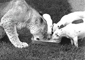 Lapping: Lioness and dogs sharing a dish of water
