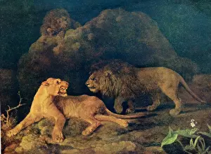 1754: Lioness and Lions