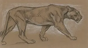 Pacing: Lioness Pacing