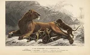 Travies: Lioness, Panthera leo, with cubs. Vulnerable