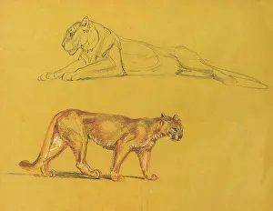 Puma: Lioness and puma