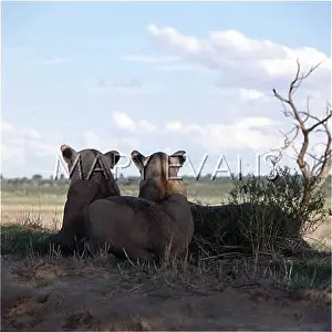 Lionesses: TWO LIONESSES