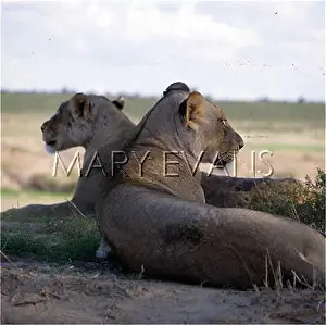 Lionesses: TWO LIONESSES