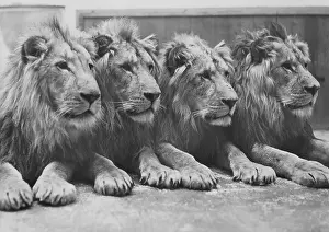 Negus: Lions in the Berlin Zoo, 1939